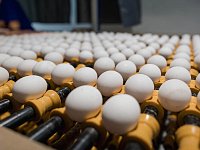 Благодаря участию в нацпроекте в Саратовской области произведено более миллиарда штук яиц