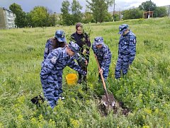 Сад памяти в школе пополнился новым саженцем яблони
