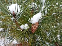 В Саратовской области введен режим усиленной охраны хвойных насаждений в рамках реализации нацпроекта